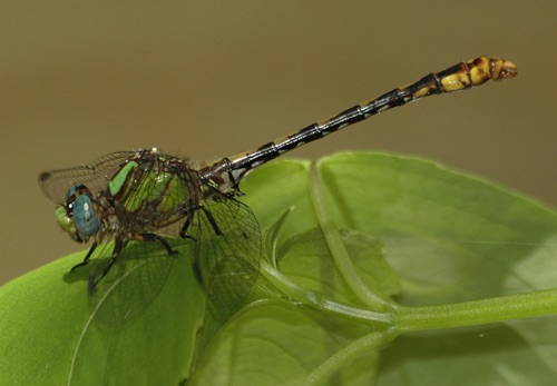 Male
2006_05_06_Oglethorpe
